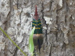 Elefantentrekking in Pang Nga Tonprai Wasserfall Naturpfad Schmetterling (TH).